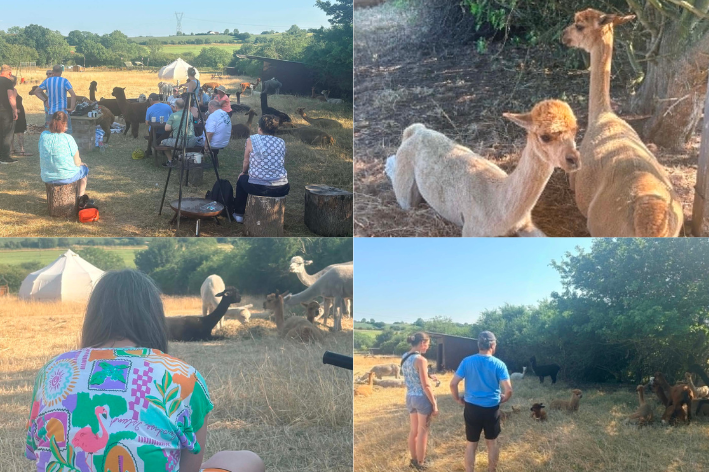 Camping with the Alpacas 