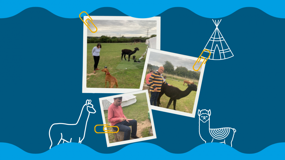 Glamping With Alpacas