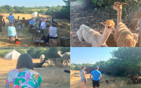 Camping with the Alpacas 