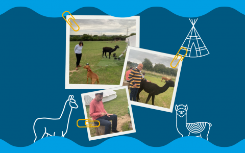 Glamping With Alpacas